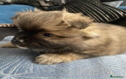 German Spitz dogs for sale: German spitz - Image 5