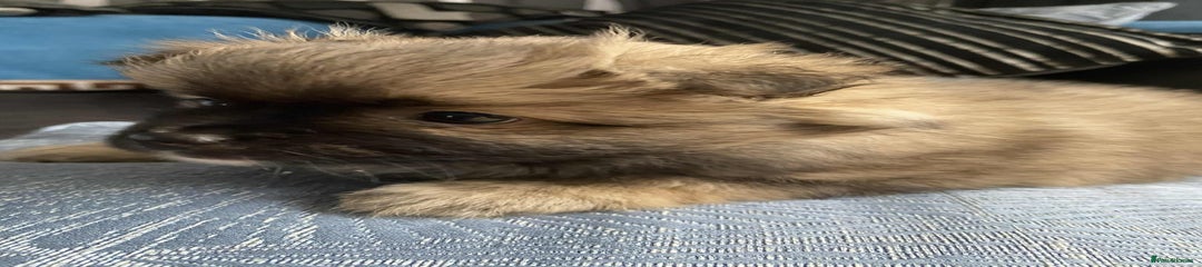 German Spitz Puppy 5