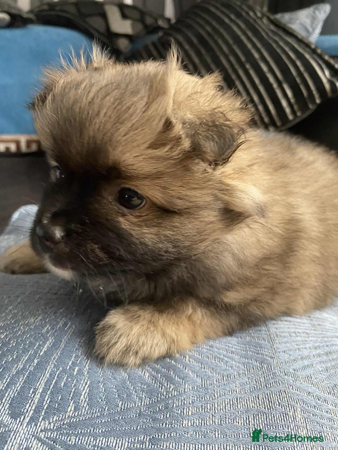 German Spitz dogs for sale: German spitz - Image 5