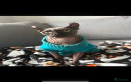 Sphynx cats for sale: 13 month old male elf sphynx  - Advert 2