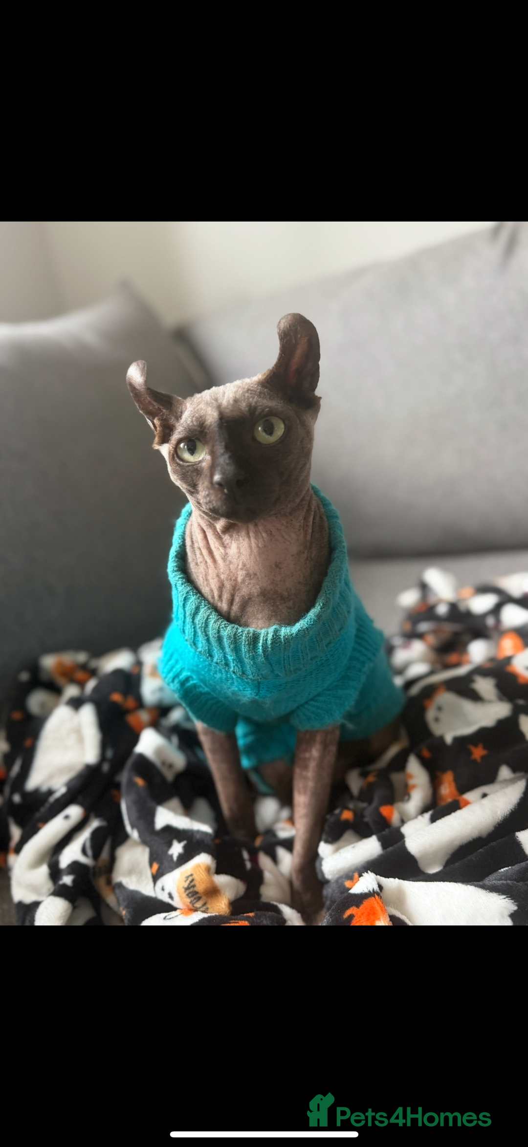 Sphynx cats for sale: 13 month old male elf sphynx  - Advert 2