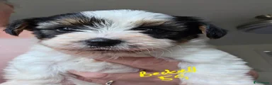 Biewer Terrier 2