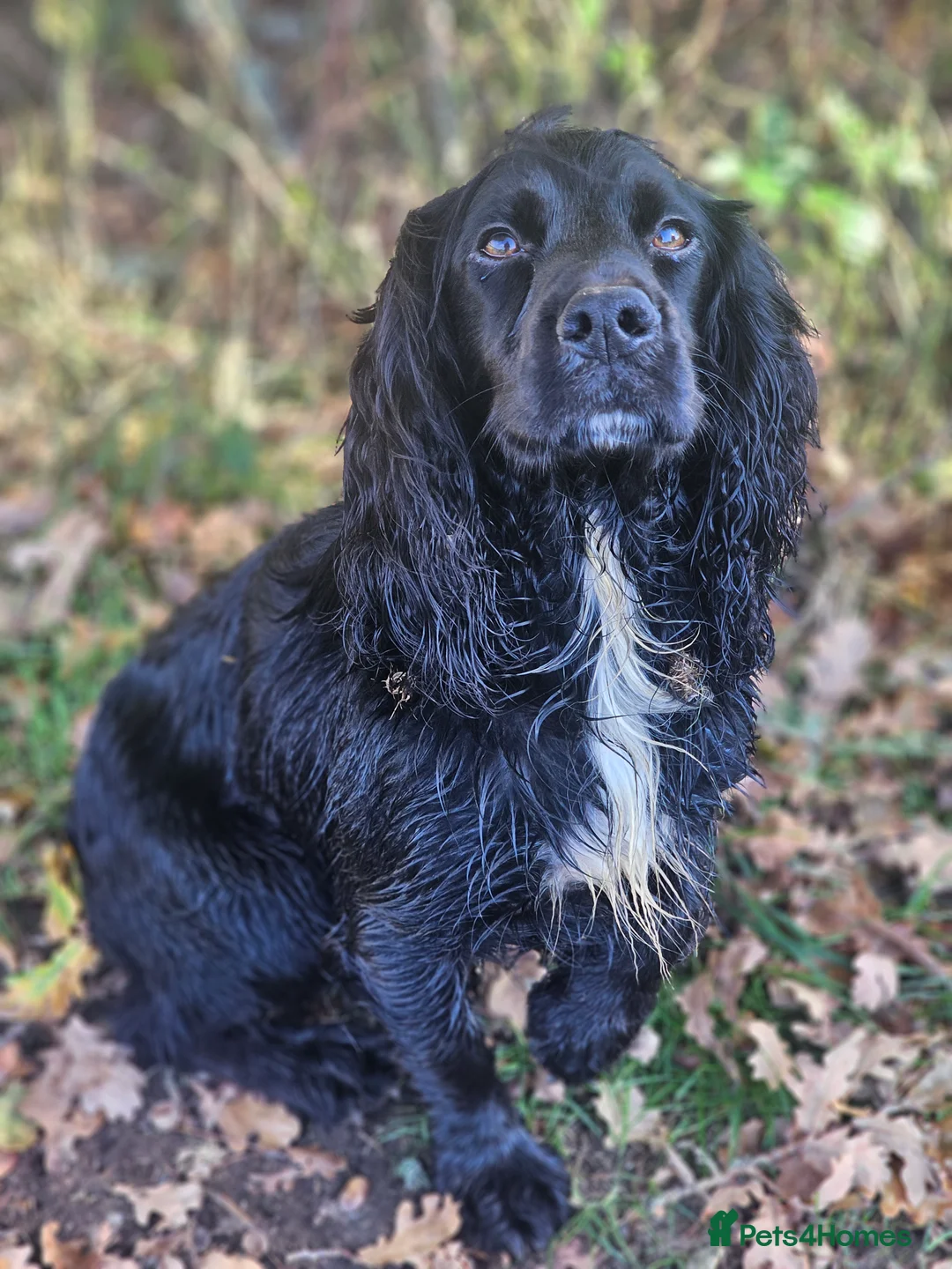Cocker Spaniel dogs for stud: Health Tested Kc Registered Cocker Spaniel in Maidstone - Advert 8
