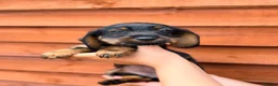 Miniature Dachshund dogs for sale: 🐾Exceptional Teckel Puppies, Ready To Go Now  🐾 - Advert 9