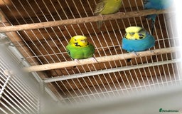 Budgerigars birds for sale: Adult budgies  - Image 1