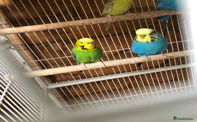 Budgerigars birds - Advert 2