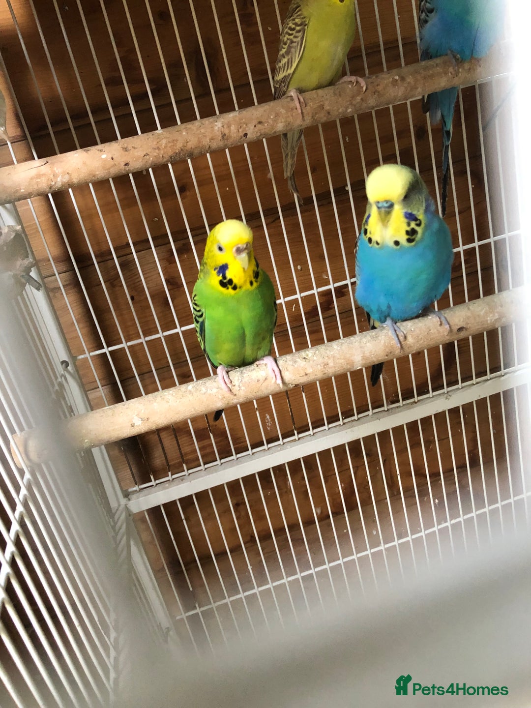 Budgerigars birds for sale: Adult budgies  - Image 1