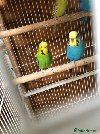 Budgerigars birds - Advert 1