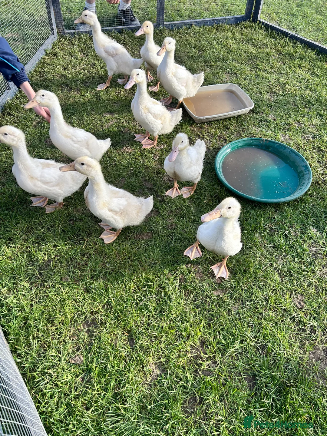 Ducks poultry for sale: Female Cherry Valley Ducks - Advert 1