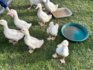 Ducks poultry Female Cherry Valley Ducks - Advert 2