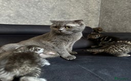 Scottish Fold cats for sale: Scottish fold/straight - Image 18