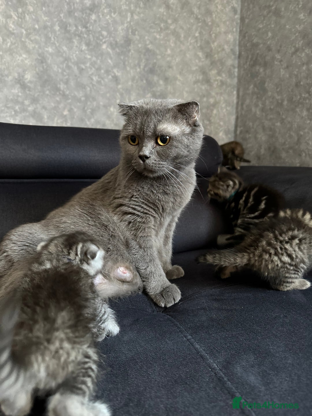 Scottish Fold cats for sale: Scottish fold/straight - Image 18