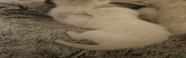 Pancake