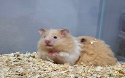 Hamster rodents for sale: Longhaired Rex/Straight Syrian Hamster Babies - Image 1