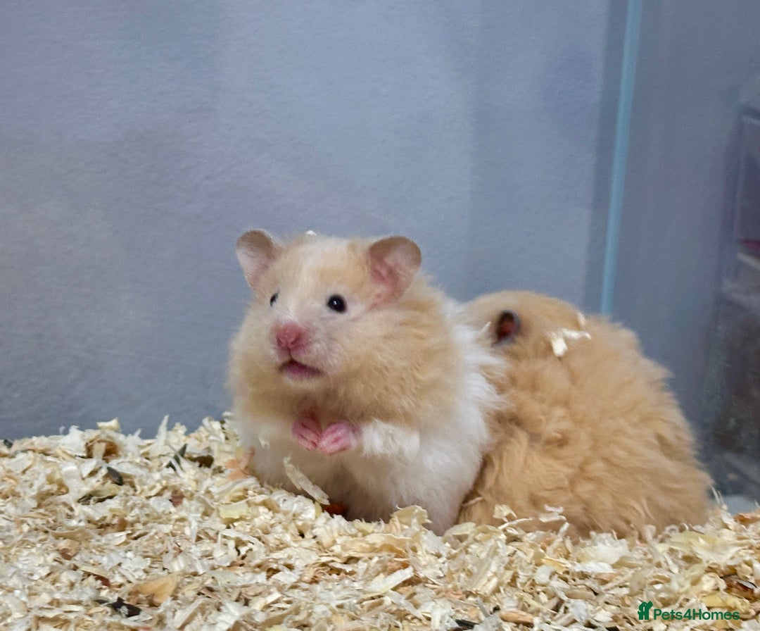 Hamster rodents for sale: Longhaired Rex/Straight Syrian Hamster Babies - Image 1
