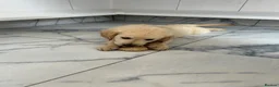 Golden Retriever dogs for sale: KC registered golden retriever puppies ready now. - Advert 10