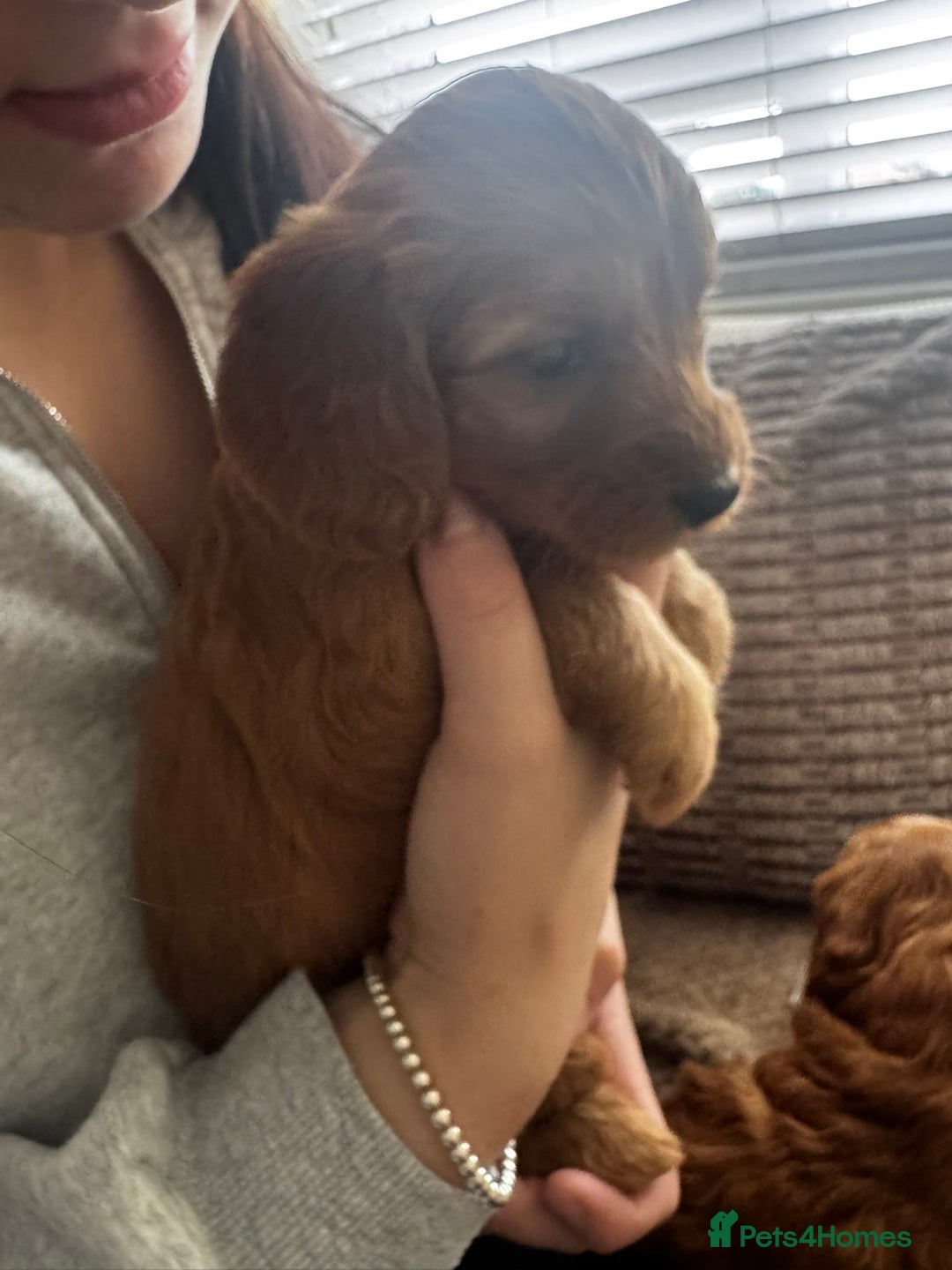 Cockapoo dogs for sale: Adorable F1B puppies born weekly pictures progress - Image 25