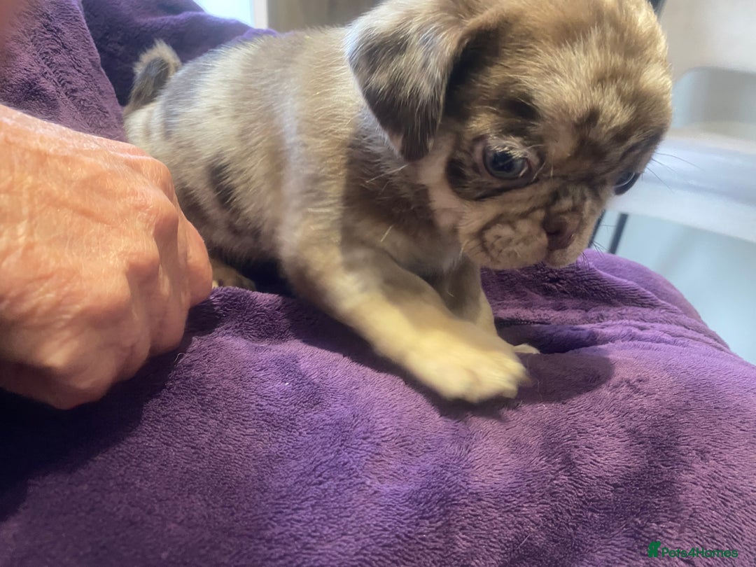 Pug dogs for sale: Merle pugs  - Advert 10
