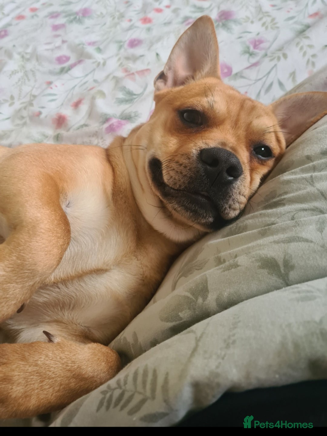 Mixed Breed dogs for sale: 10 month old pup  - Advert 3