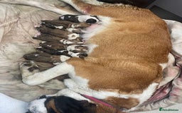 Saint Bernard dogs for sale: Saint Bernard puppies  - Image 2