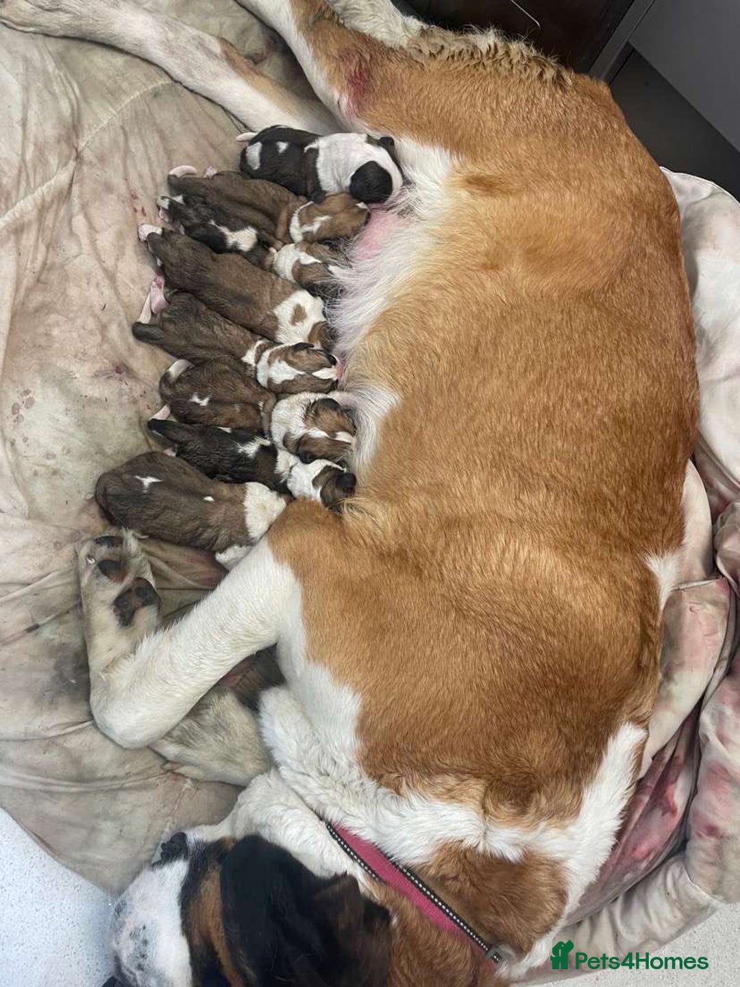 Saint Bernard dogs for sale: Saint Bernard puppies  - Image 2