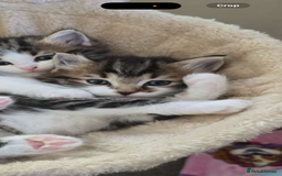 Ragdoll cats for sale: Beautiful Ragdoll kitten ready to leave now!  - Image 8