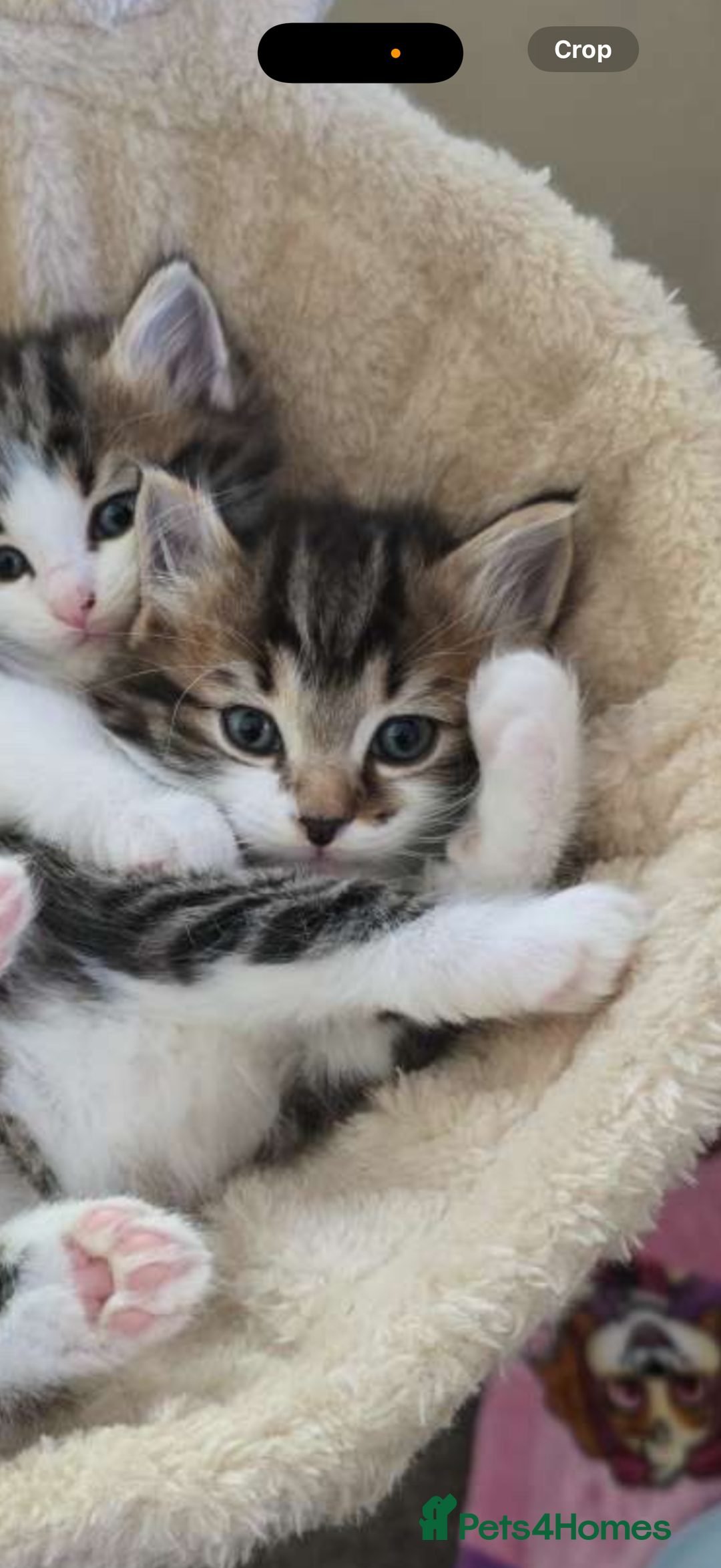 Ragdoll cats for sale: Beautiful Ragdoll kitten ready to leave now!  - Image 8