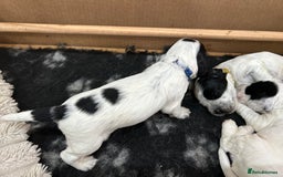 Cocker Spaniel dogs for sale: Cocker Spaniel Pups – From Champion Bloodlines - Image 10