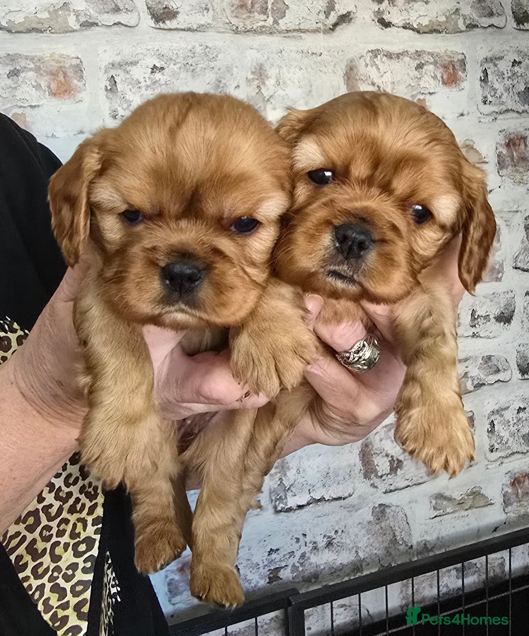 Cavalier King Charles Spaniel dogs for sale: Beautiful Cavalier King Charles Puppies  - Advert 11