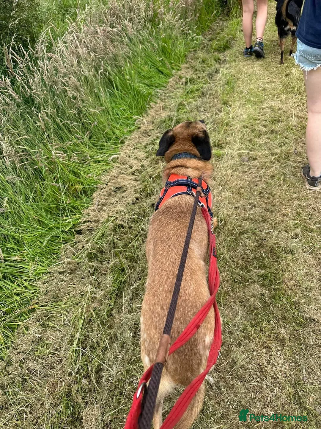 Mixed Breed dogs for adoption: Meet Brutus, currently residing in Cheshire  in Nantwich - Advert 24