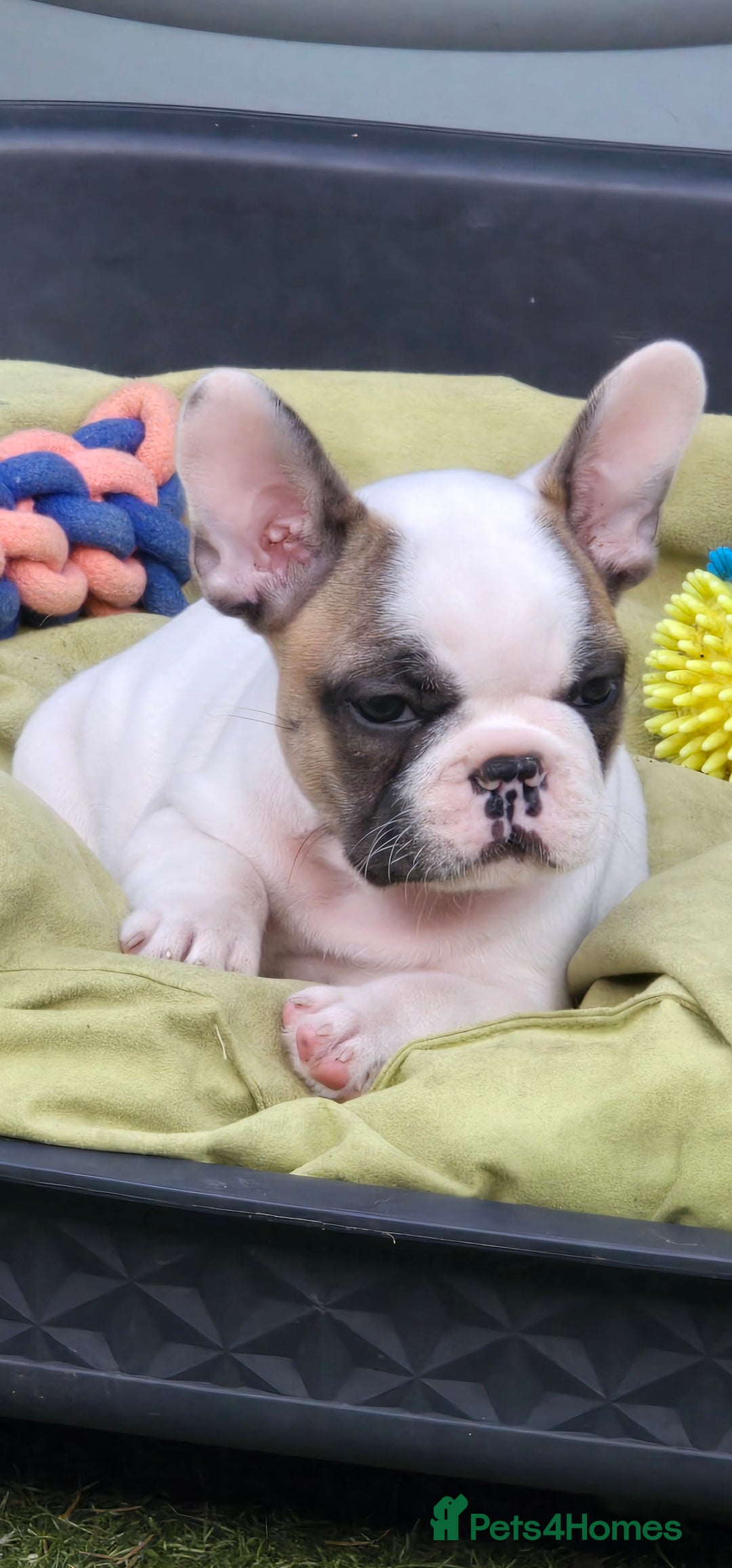 French Bulldog dogs for sale: Adorable Frenchie Puppies Seeking Forever Homes - Image 12