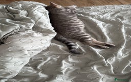 British Shorthair cats for sale: Full BSH kittens 13 weeks GCCF Parents. One gone!  - Image 26