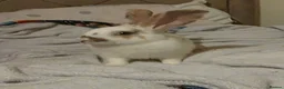 Mixed Breed rabbits for sale: Mixed giant breed rabbits  in London - Advert 3