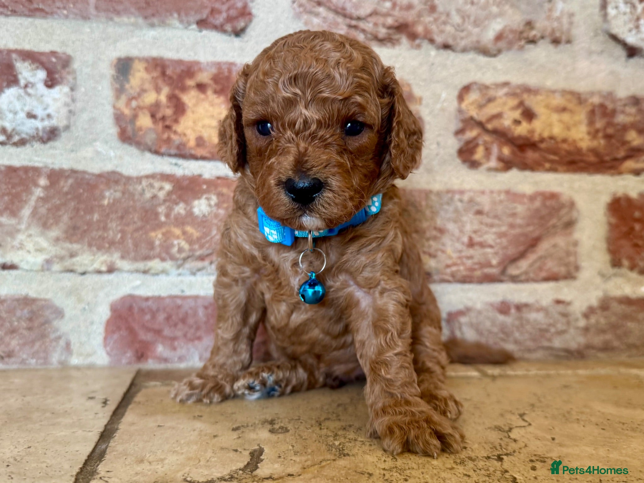 Cavapoo dogs 🐾 F1b male cavapoo 🐾 - Advert 2