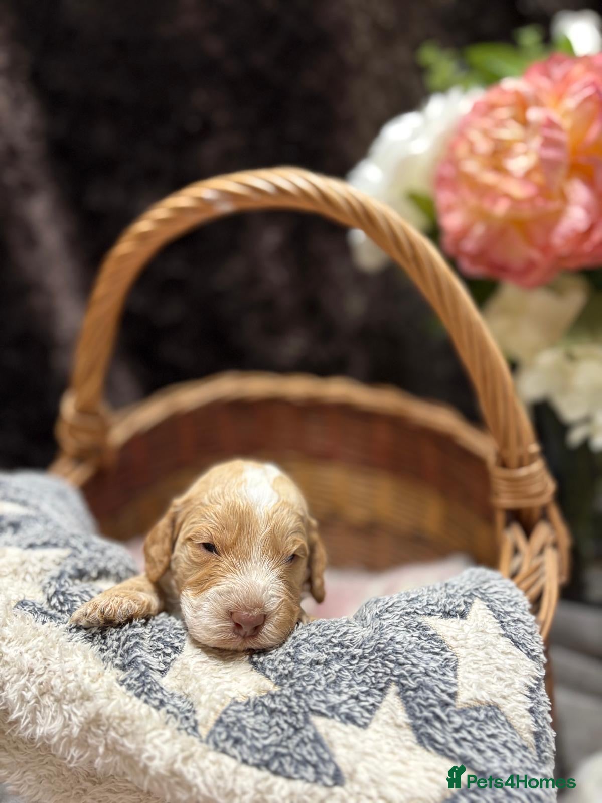 Cockapoo dogs F1 Cockapoos ..5🌟licenced breeder - Advert 2