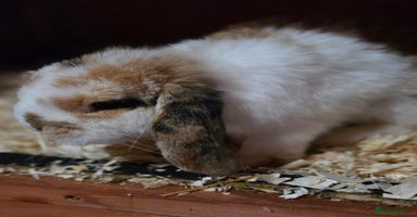 Mini Lop rabbits - Advert 6