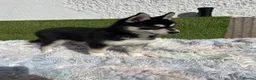 Pomsky dogs for sale: 3 Adorable Pomsky Puppies  - Advert 13