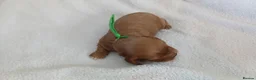 Cavapoo dogs for sale: F1 CAVAPOO PUPPIES  in Stevenage - Advert 21