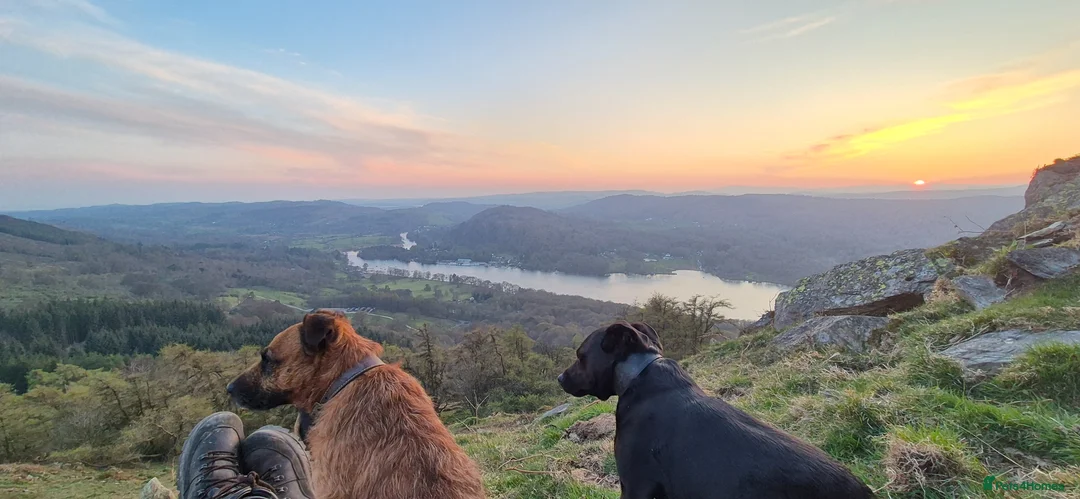 Mixed Breed dogs for sale: Strong Patterdale x lakeland  - Advert 2