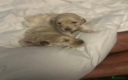 Cavapoo dogs for sale: ✨🌈 Rare Chocolate & Multicoloured Curly Cavapoos - Image 21