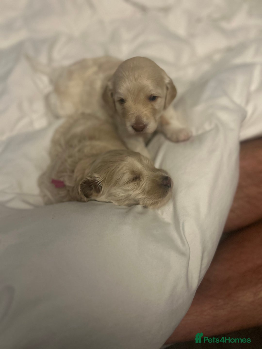 Cavapoo dogs for sale: ✨🌈 Rare Chocolate & Multicoloured Curly Cavapoos - Image 21