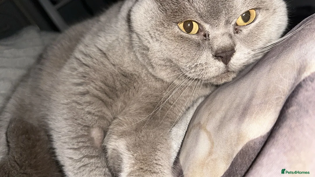 British Shorthair cats for sale: Britishshort hair - Advert 12