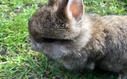 Netherland Dwarf rabbits for sale: 5 netherland dwarf bunnies - Image 6