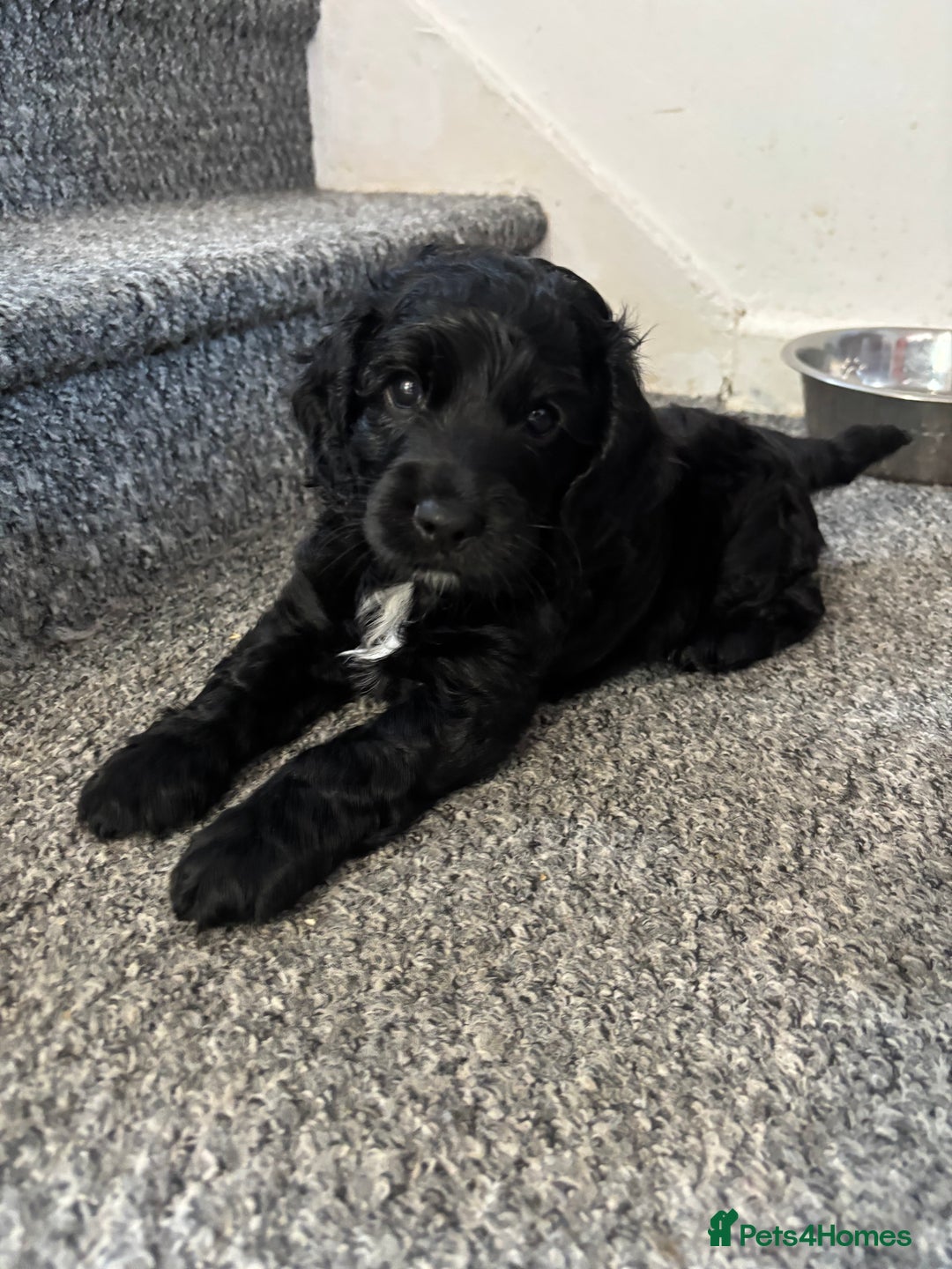 Cockapoo dogs for sale: Last Two Cockapoo Pups  - Image 2