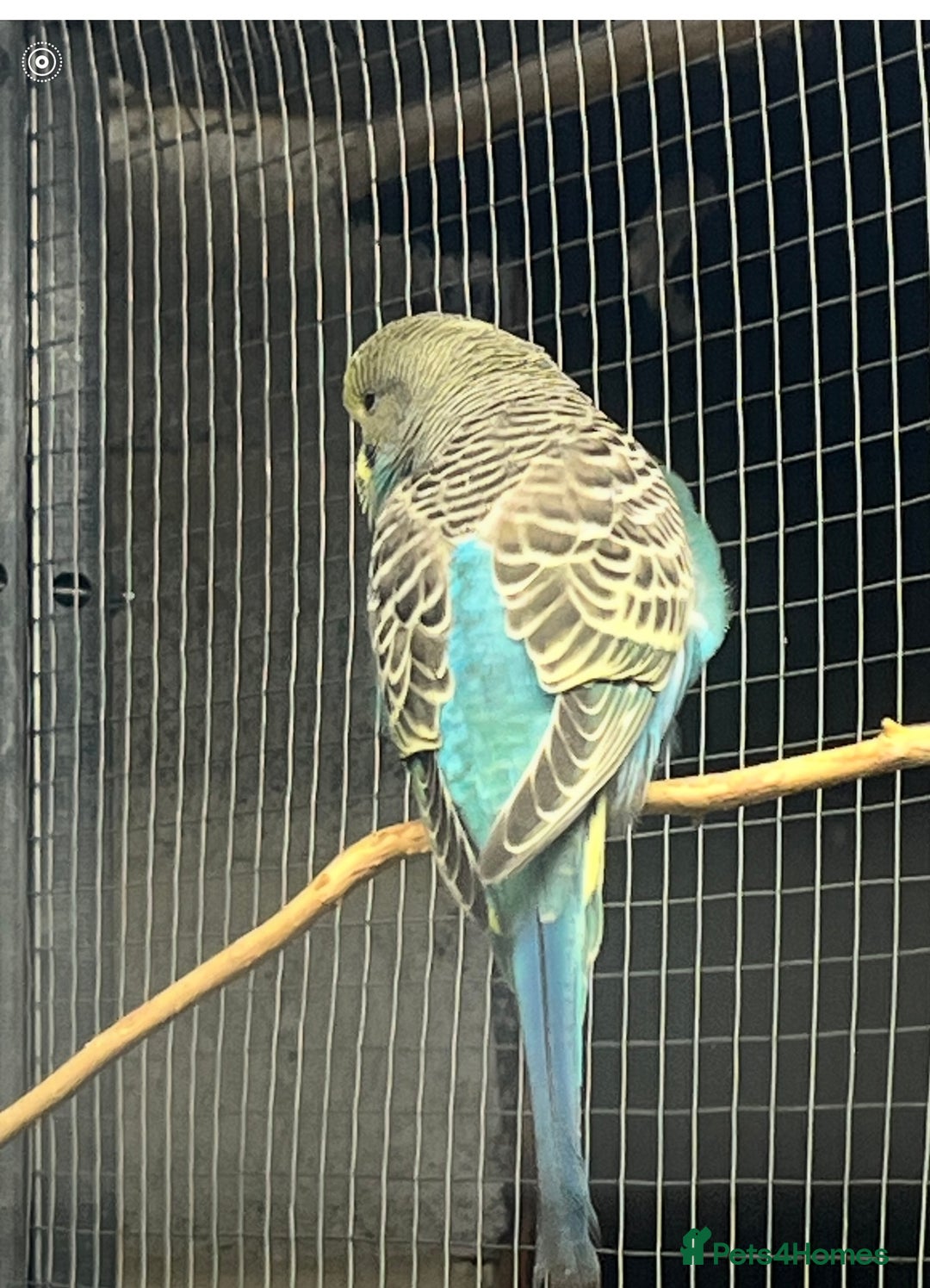 Budgerigars birds for sale: Baby budgies  - Advert 5