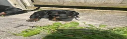 Dachshund dogs for sale:     Adorable Puppy Looking for a Loving Home - Advert 12