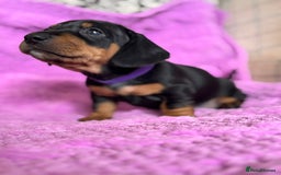 Dachshund dogs for sale: Stunning Dachshund Puppies  - Image 20