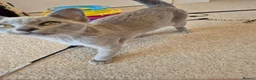 Burmese cats for sale: Gorgeous Pedigree Burmese Kittens - Advert 5
