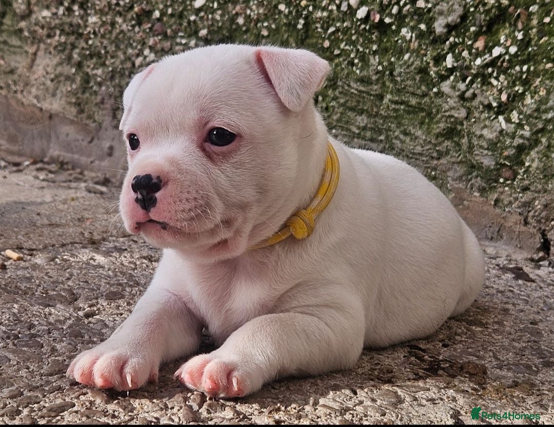 Staffordshire Bull Terrier dogs KC Registered last white female - Advert 2