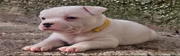 Staffordshire Bull Terrier dogs for sale: KC Registered last white female - Advert 2
